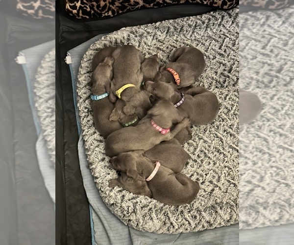 Medium Photo #2  Breeder Profile in CEDAR RAPIDS, IA, USA