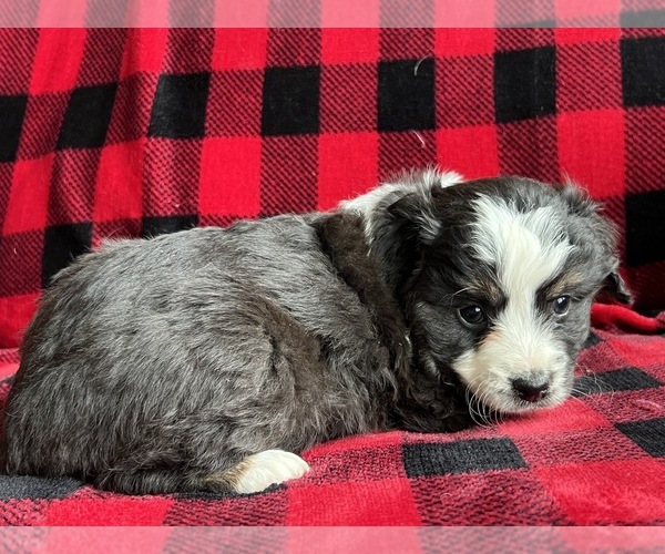 Medium Photo #2  Breeder Profile in BAKER CITY, OR, USA