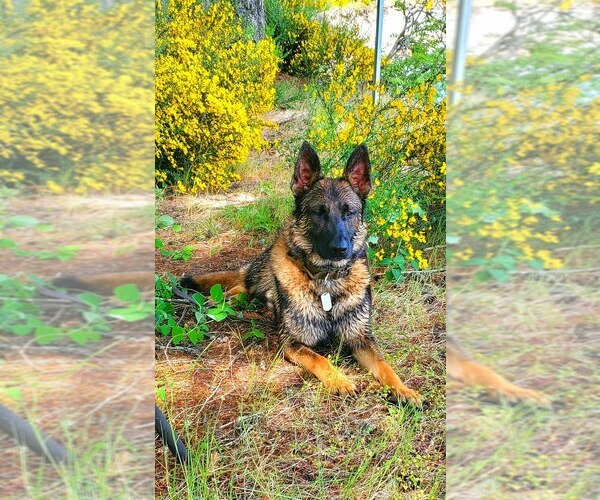 Medium Photo #1  Breeder Profile in HUMBOLDT, TN, USA