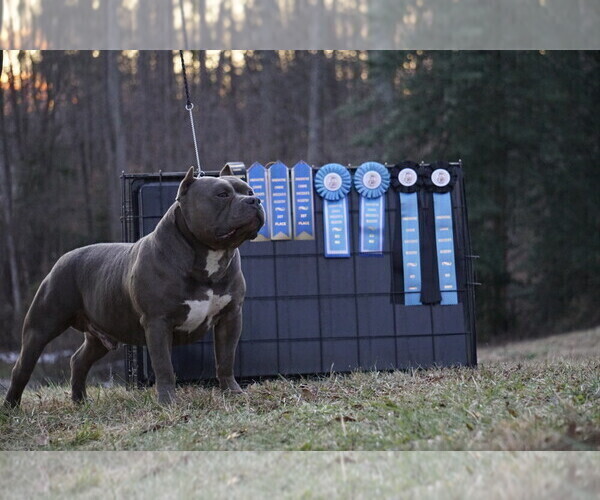Medium Photo #1  Breeder Profile in BRANDYWINE, MD, USA