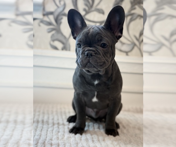 Medium Photo #1  Breeder Profile in CHICO, CA, USA