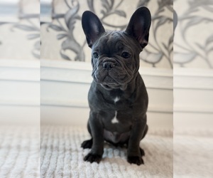 French Bulldog Dog Breeder in CHICO,  USA