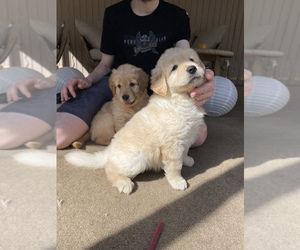 Main photo of Golden Retriever Dog Breeder near ASHLAND, MA, USA