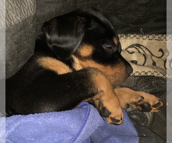 Medium Photo #1  Breeder Profile in EASTMONT, WA, USA