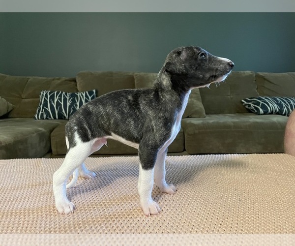 Medium Photo #4  Breeder Profile in OKLAHOMA CITY, OK, USA