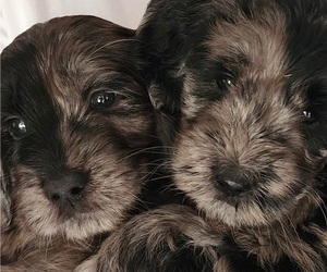 Medium Breeder Profile Photo