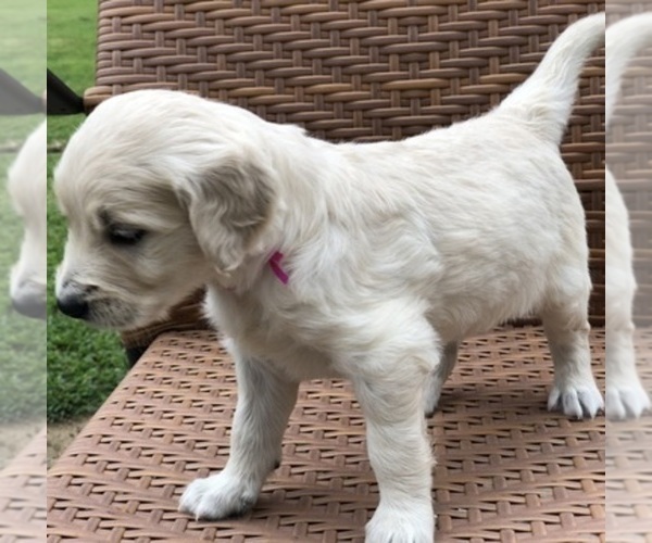 Medium Photo #8  Breeder Profile in SOUTHBURY, CT, USA