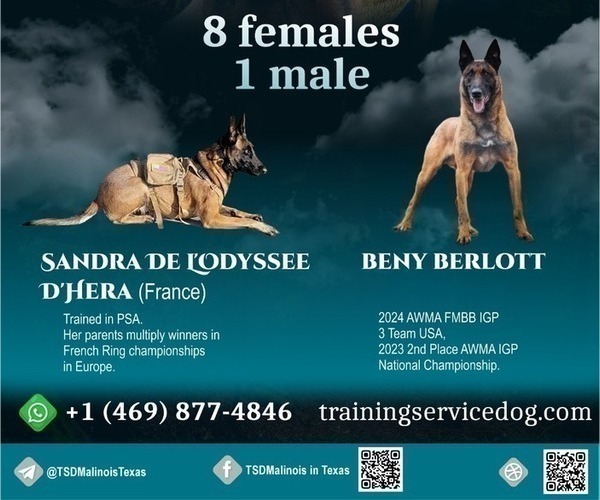 Medium Photo #1  Breeder Profile in PLANO, TX, USA