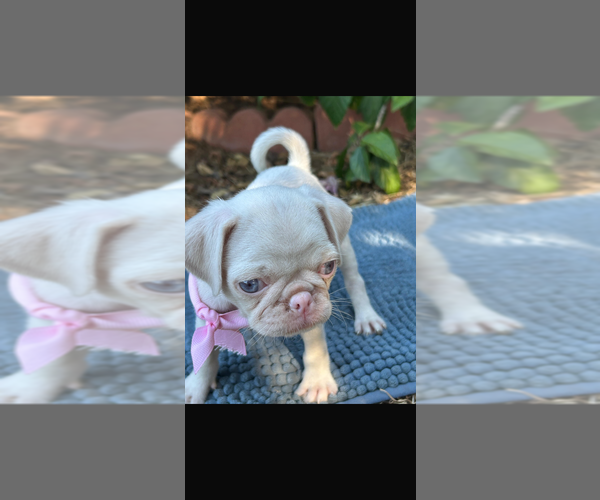 Medium Photo #3  Breeder Profile in SAN DIEGO, CA, USA