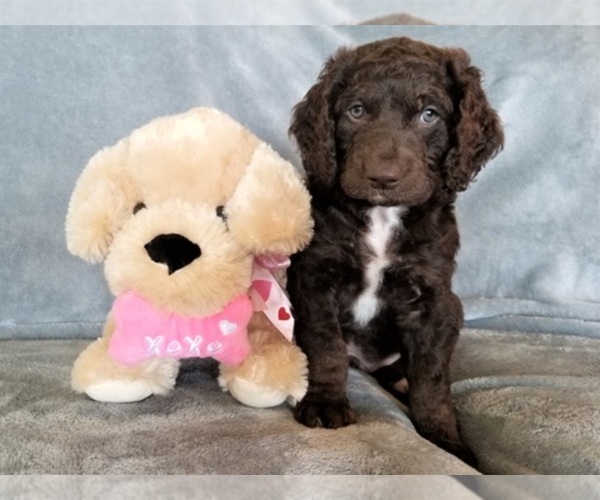 Medium Photo #1  Breeder Profile in SPRING, TX, USA