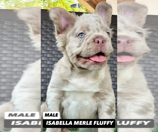 Medium Photo #16  Breeder Profile in BURBANK, CA, USA