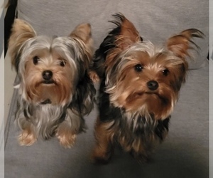 Yorkshire Terrier Dog Breeder near MYRTLE BEACH, SC, USA