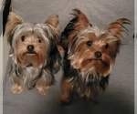 Small breeder photo