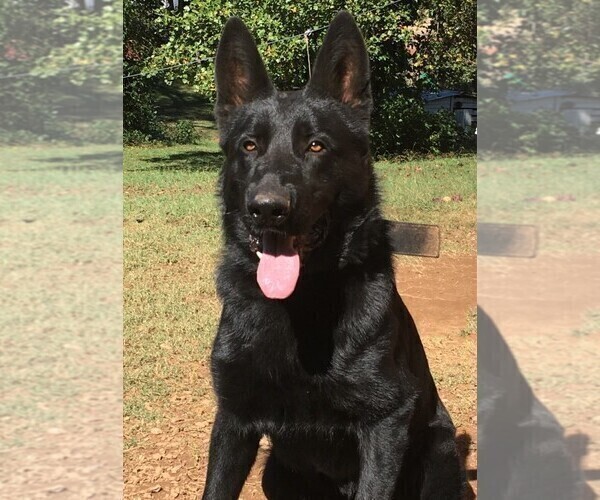 Medium Photo #1  Breeder Profile in GAFFNEY, SC, USA