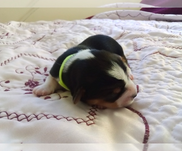 Medium Photo #9  Breeder Profile in SHIRLEY, MA, USA
