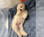 Small breeder photo