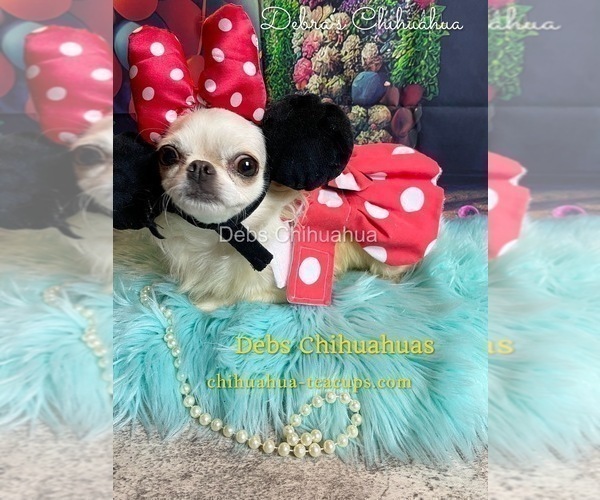 Medium Photo #6  Breeder Profile in TRACY, CA, USA