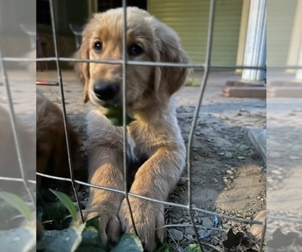Medium Photo #5  Breeder Profile in CANEYVILLE, KY, USA