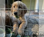 Small #4 Breeder Profile image