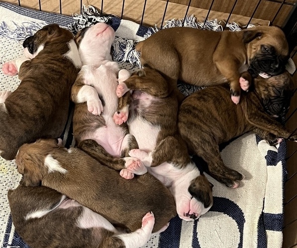 Medium Photo #1  Breeder Profile in LEXINGTON, SC, USA