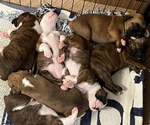 Small breeder photo