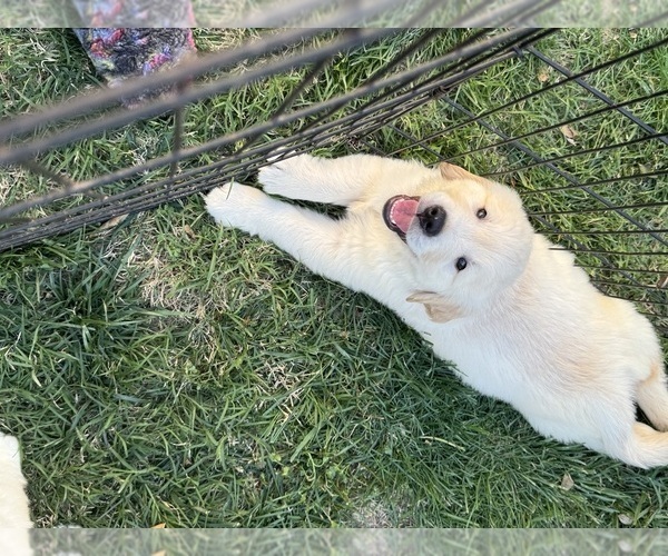 Medium Photo #6  Breeder Profile in HOLLY SPRINGS, NC, USA