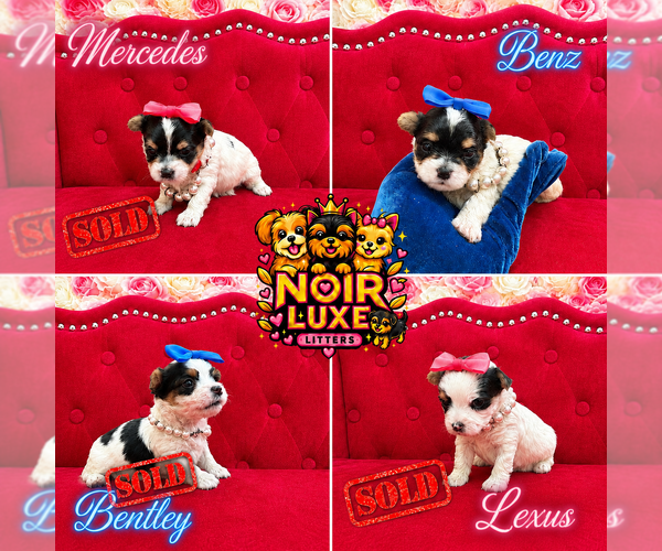 Medium Photo #2  Breeder Profile in PENNSAUKEN, NJ, USA