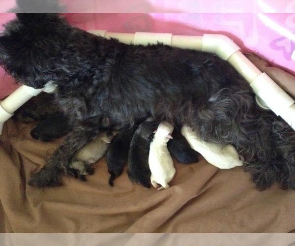 Medium Photo #1  Breeder Profile in LYNCHBURG, VA, USA