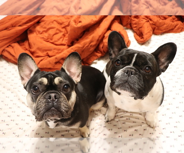 Medium Photo #3  Breeder Profile in MANCHESTER, MI, USA