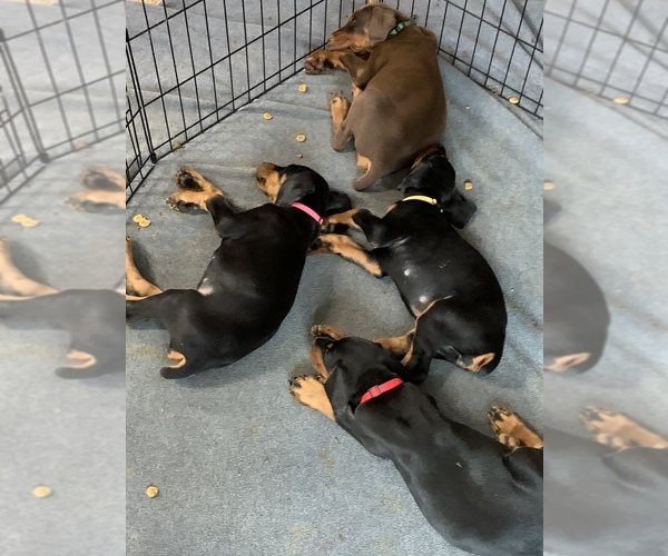 Medium Photo #1  Breeder Profile in PROSPERITY, SC, USA