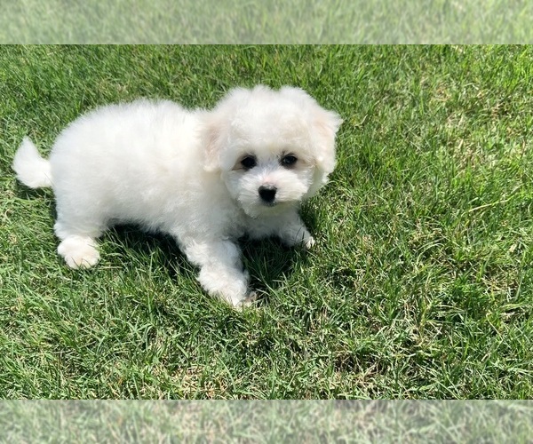 Medium Photo #8  Breeder Profile in PELZER, SC, USA