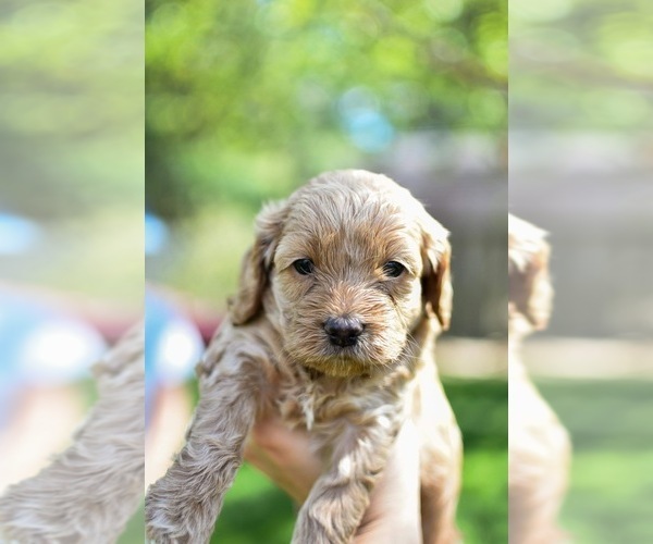 Medium Photo #4  Breeder Profile in NEW PARIS, IN, USA