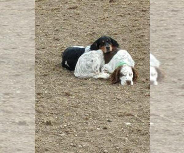 Medium Photo #1  Breeder Profile in WELLINGTON, CO, USA