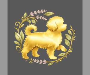 Havanese Dog Breeder near SOUTH JORDAN, UT, USA