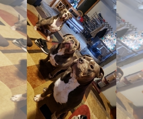 Medium Photo #1  Breeder Profile in SALEM, MO, USA