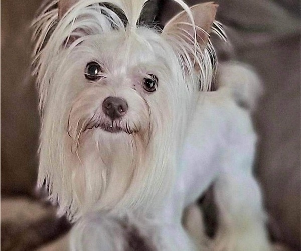 Medium Photo #5  Breeder Profile in ROCKWOOD, TN, USA