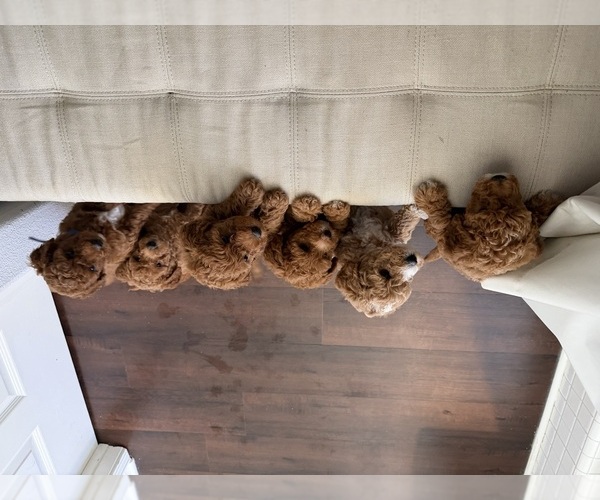 Medium Photo #15  Breeder Profile in THOUSAND OAKS, CA, USA