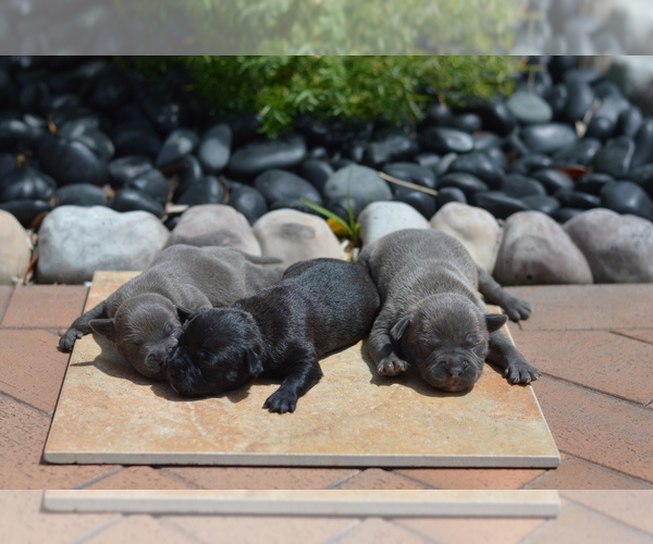 Medium Photo #2  Breeder Profile in MIAMI, FL, USA