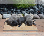 Small #1 Breeder Profile image