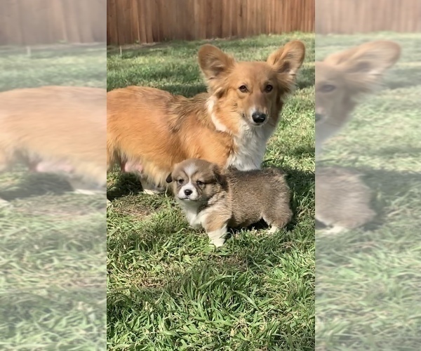 Medium Photo #16  Breeder Profile in MIDLOTHIAN, TX, USA