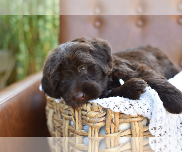 Medium Photo #4  Breeder Profile in MILLERSBURG, OH, USA