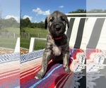 Small #7 Breeder Profile image