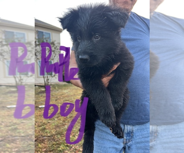 Medium Photo #6  Breeder Profile in FRANKLINTON, LA, USA