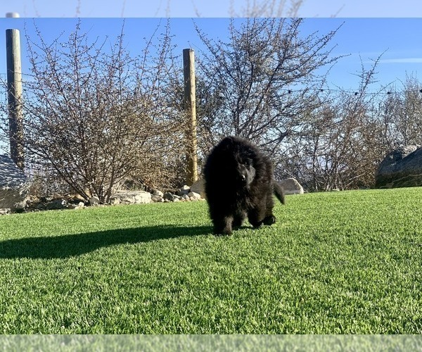 Medium Photo #186  Breeder Profile in PINON HILLS, CA, USA