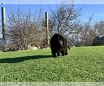 Small #185 Breeder Profile image