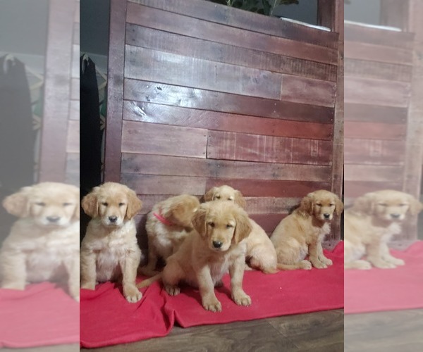 Medium Photo #1  Breeder Profile in COATESVILLE, PA, USA