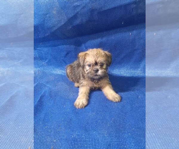 Medium Photo #1  Breeder Profile in STARK CITY, MO, USA