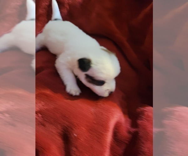 Medium Photo #117  Breeder Profile in AKRON, OH, USA