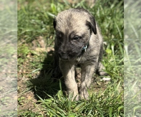 Medium Photo #26  Breeder Profile in HUSTONVILLE, KY, USA