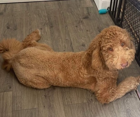 Medium Photo #1  Breeder Profile in CHICAGO, IL, USA